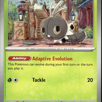 Scatterbug